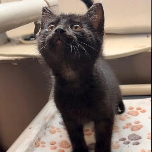 A senior small-sized male Black Domestic Short Hair cat named Tuna for adoption in Tipp City, OH