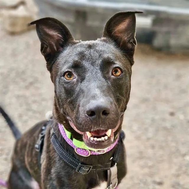 A young medium-sized male Staffordshire Bull Terrier dog named Chubbs for adoption in Tucson, AZ