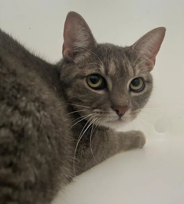 A young medium-sized female Domestic Short Hair cat named Sterling for adoption in Staten Island, NY