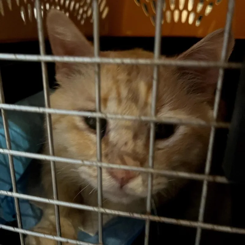 An adult large-sized male Orange / Red Domestic Short Hair cat named Theodore for adoption in San Antonio, TX