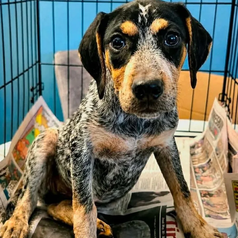 A baby medium-sized female Bluetick Coonhound dog named Skylark for adoption in Wadena, MN