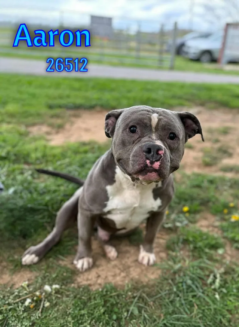 An adult medium-sized male Gray / Blue / Silver Pit Bull Terrier dog named Aaron for adoption in Oak Ridge, TN