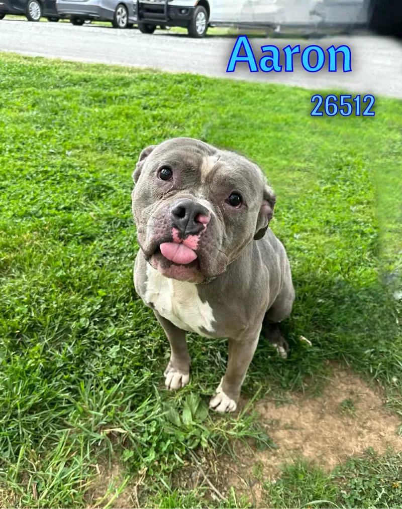 Aaron thumbnail 2