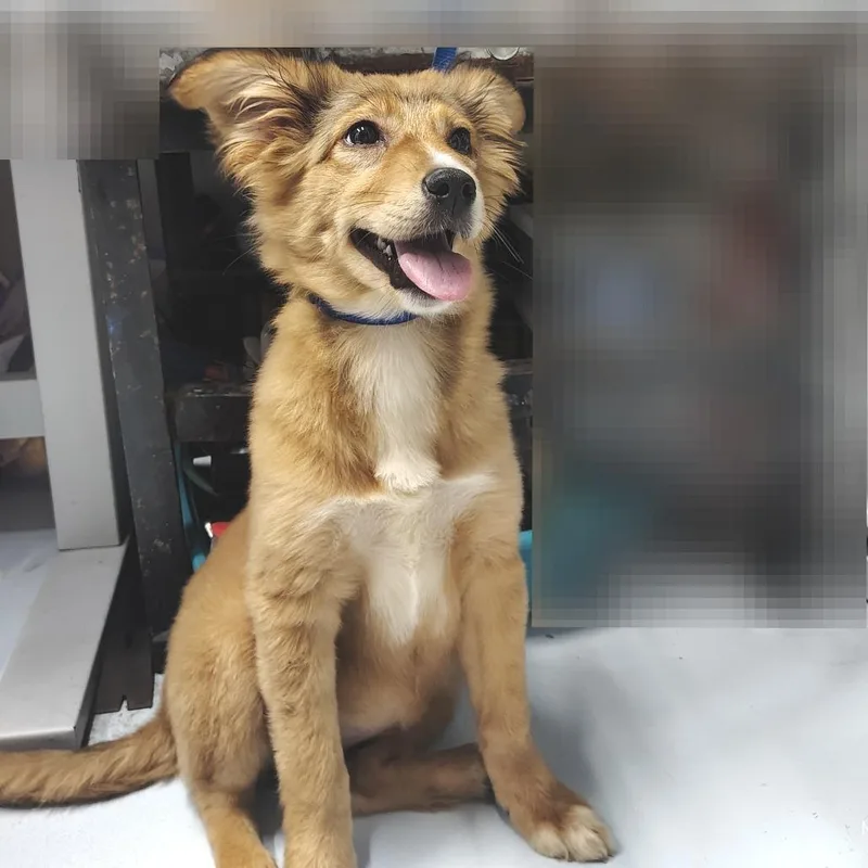 Csasstray thumbnail 2