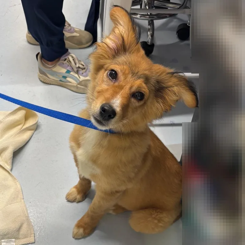 Csasstray thumbnail 3