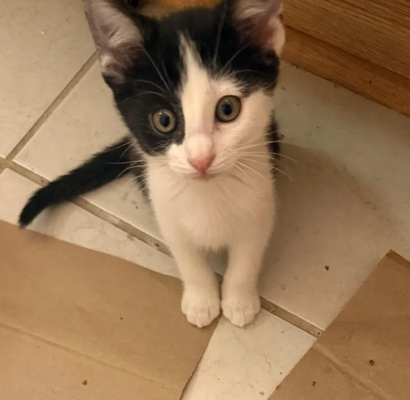 A baby small-sized female Black & White / Tuxedo Domestic Short Hair cat named Ariel for adoption in Lancaster, CA
