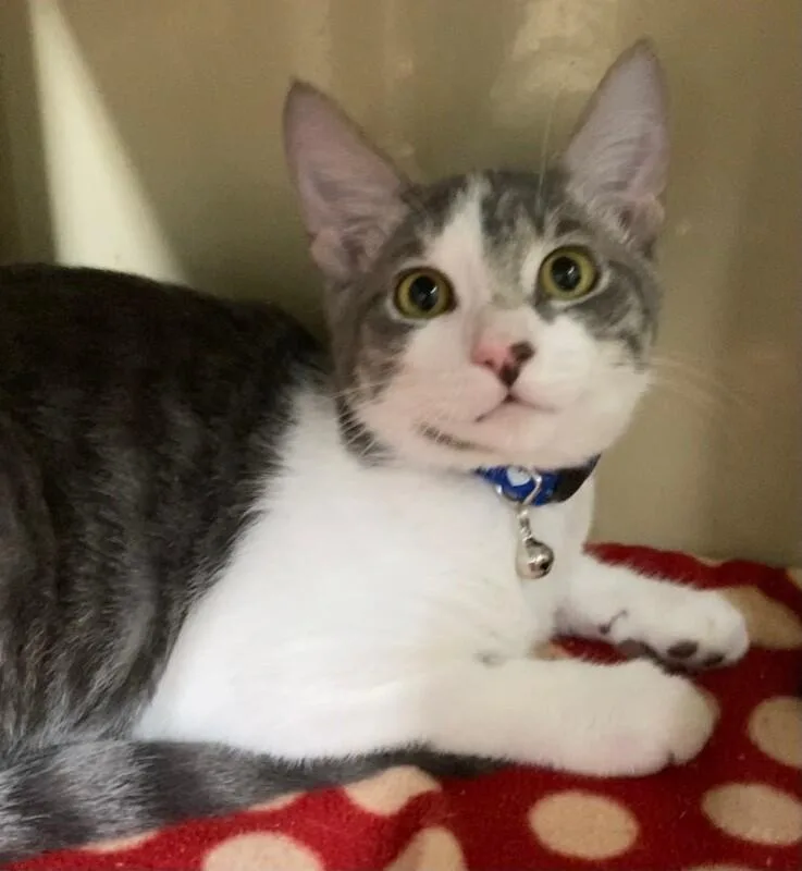 A young medium-sized male Gray & White Domestic Short Hair cat named Domino for adoption in Arlington, WA