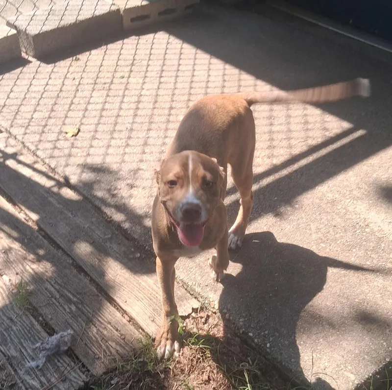 A baby medium-sized male Brindle Terrier dog named Rusty for adoption in Onley, VA