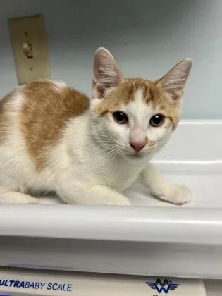 A baby small-sized male Domestic Short Hair cat named Bao for adoption in Largo, FL