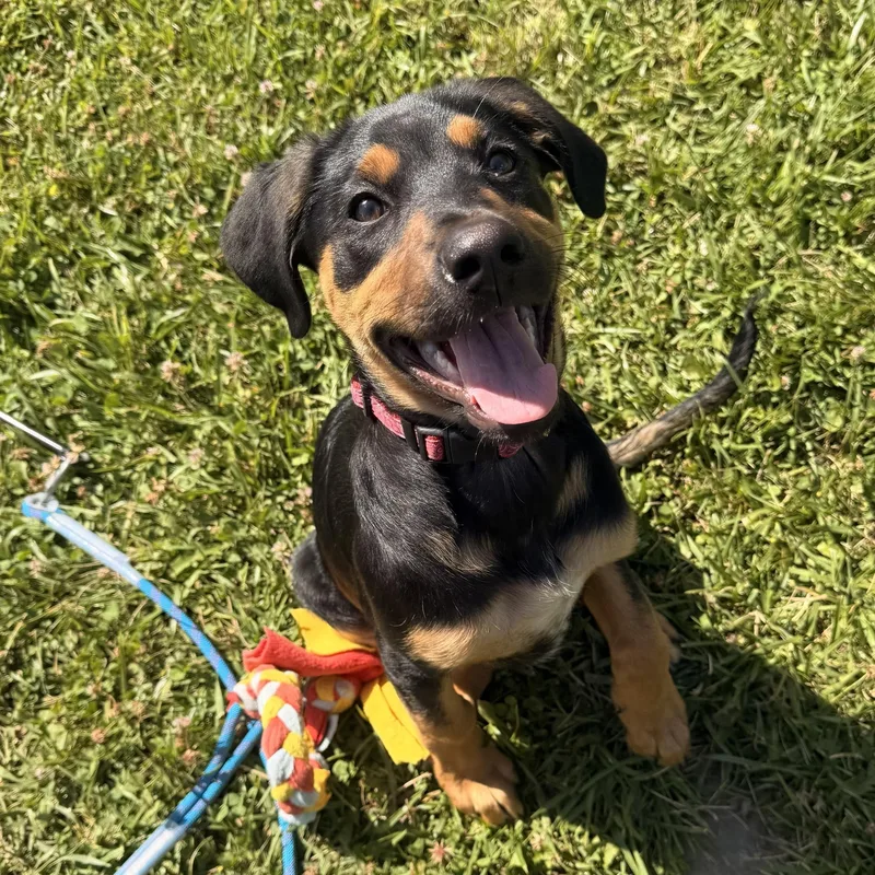 A baby large-sized female Black Mixed Breed dog named Pomona for adoption in Cooperstown, NY
