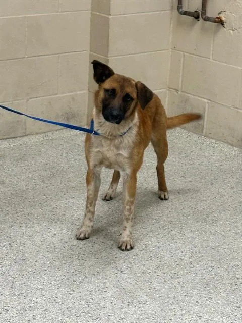 A young medium-sized female Belgian Shepherd / Malinois dog named Peeka for adoption in Conroe, TX
