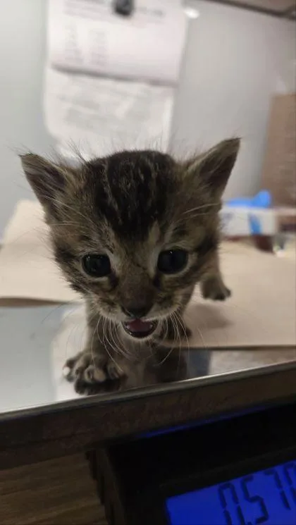 A baby small-sized female Domestic Short Hair cat named Cupcake for adoption in Fresno, CA