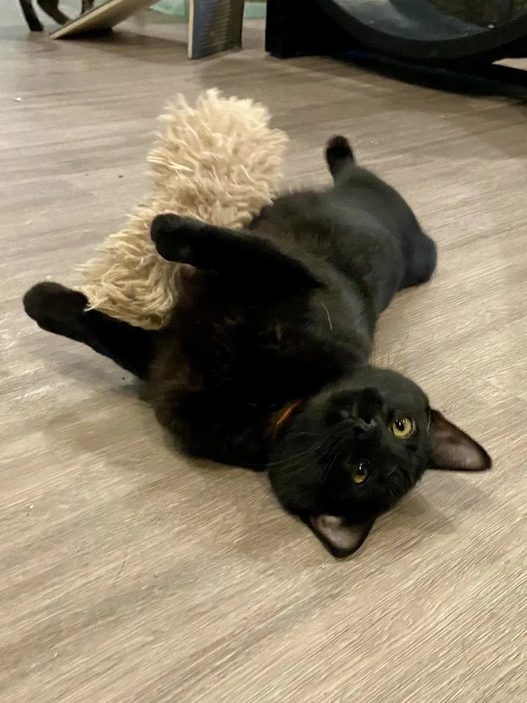 A baby small-sized male Black Domestic Short Hair cat named Bear for adoption in New Cumberland, WV