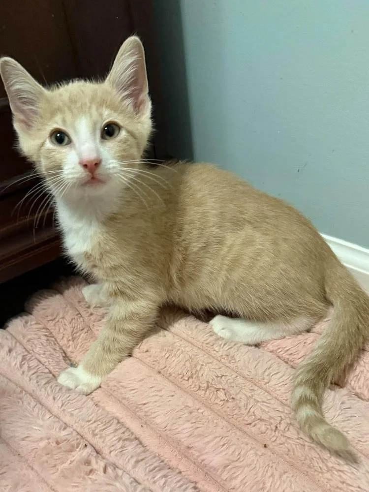 A baby small-sized male Domestic Medium Hair cat named Aspen for adoption in Chicago, IL