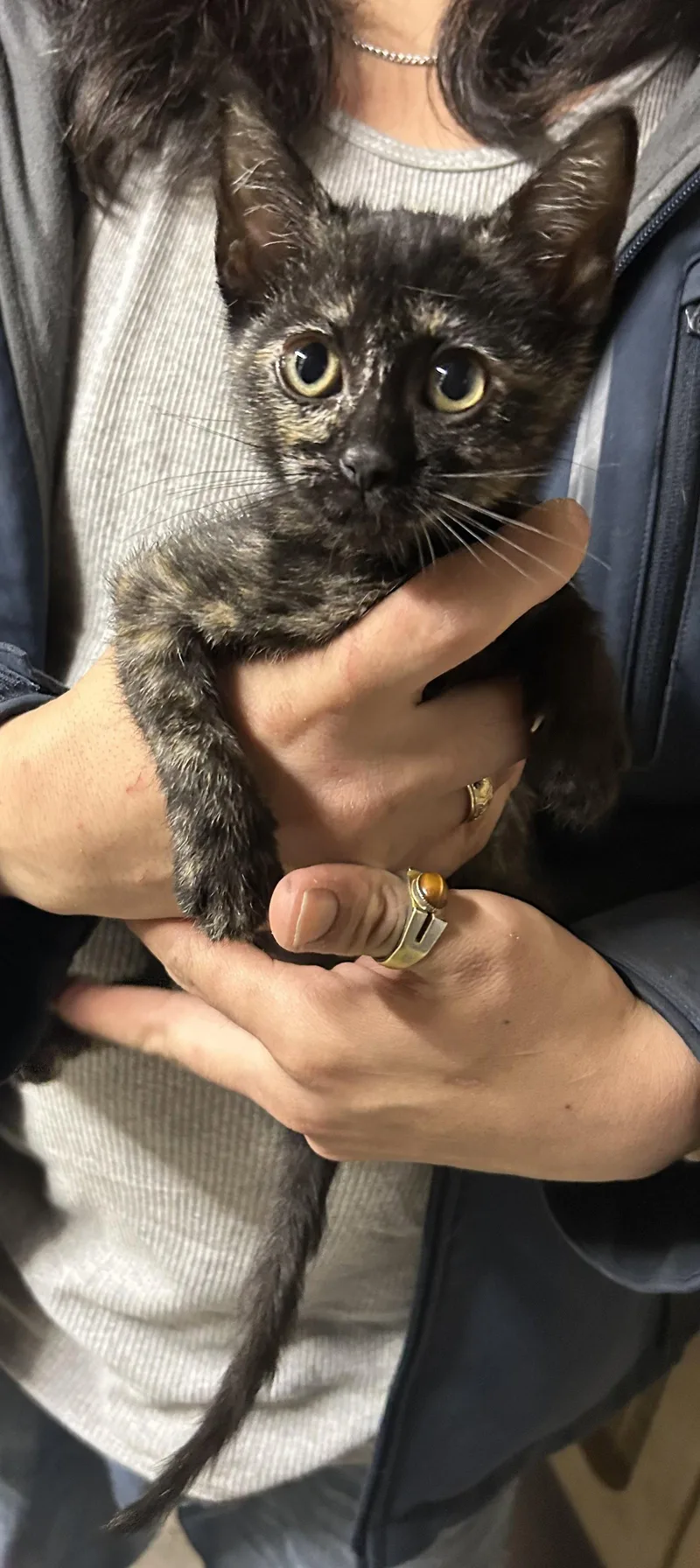 A baby small-sized female Tortoiseshell cat named Emma Torti Napa for adoption in Napa, CA