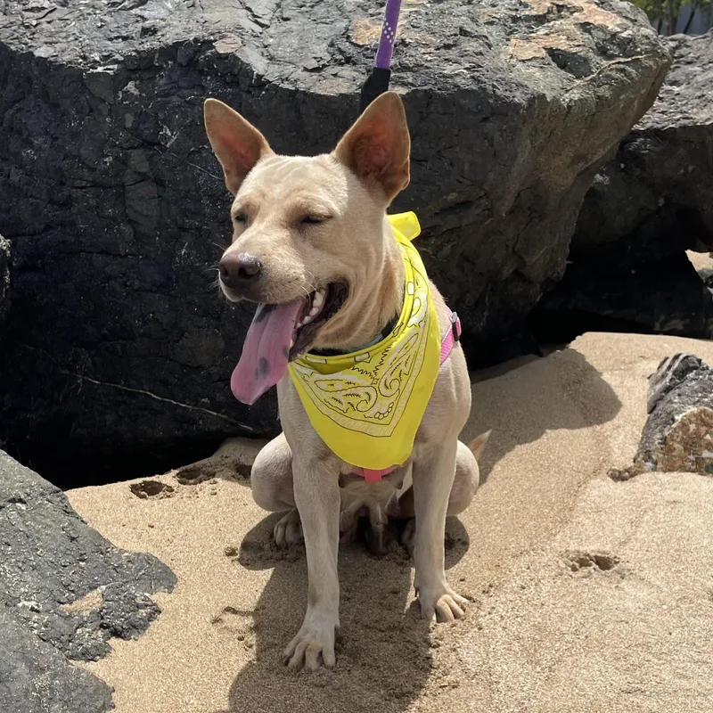 An adult medium-sized female Carolina Dog dog named Cinnamon Sugar The for adoption in Carolina, PR