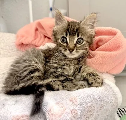 A baby small-sized female Brown / Chocolate Domestic Medium Hair cat named Raccoon for adoption in Fernandina Beach, FL