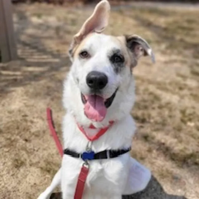 An adult large-sized male Shepherd dog named Mars for adoption in Nantucket, MA