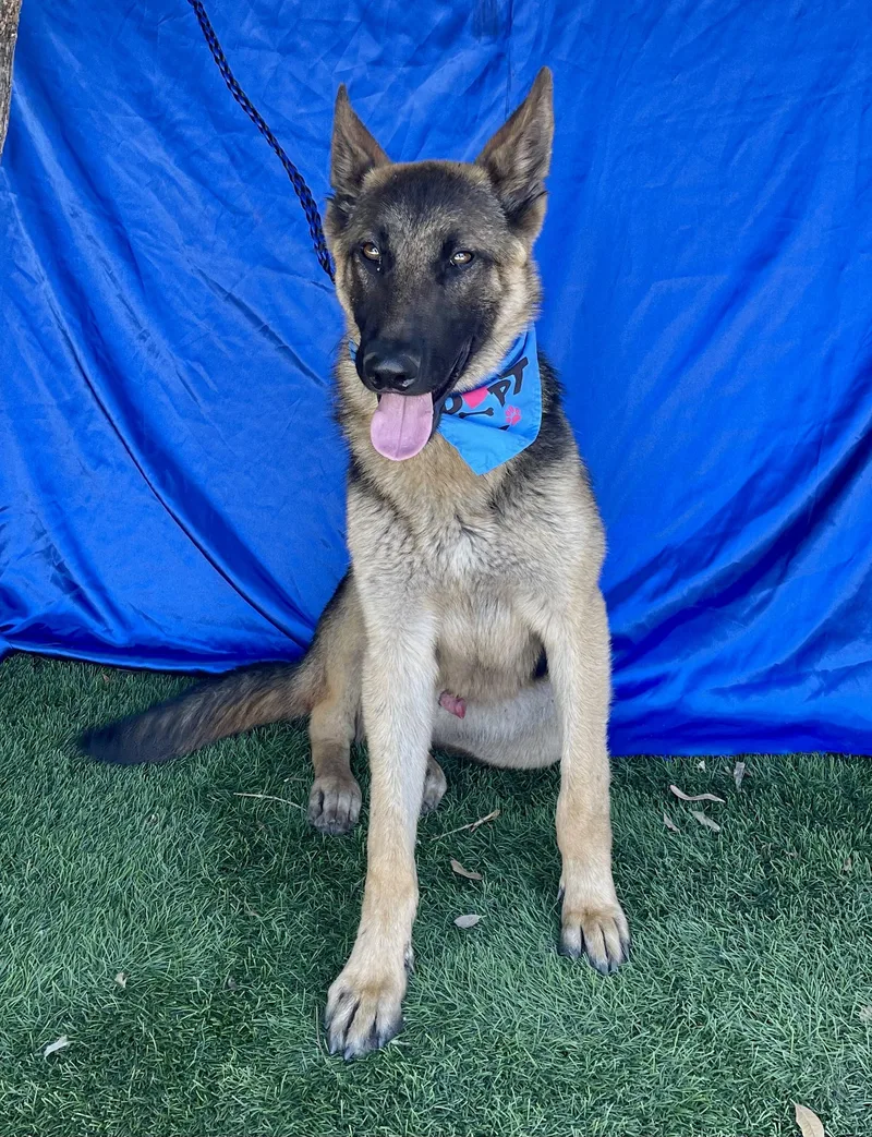 A baby medium-sized male Black German Shepherd Dog dog named Hank for adoption in Rowland Heights, CA