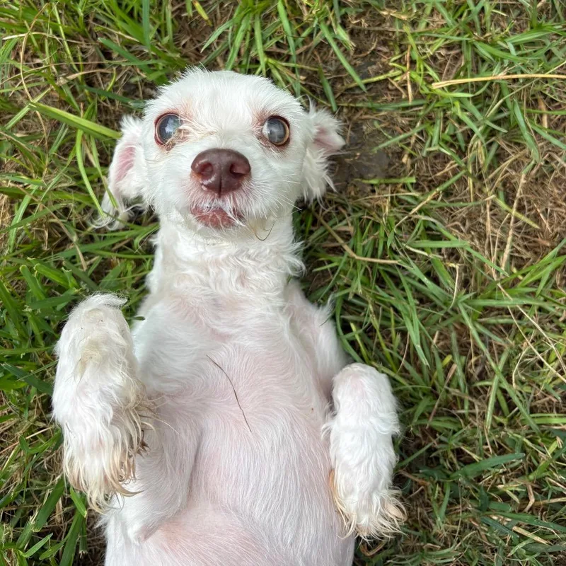 A senior small-sized male White / Cream Maltese dog named Jicama Jimmy for adoption in Houston, TX