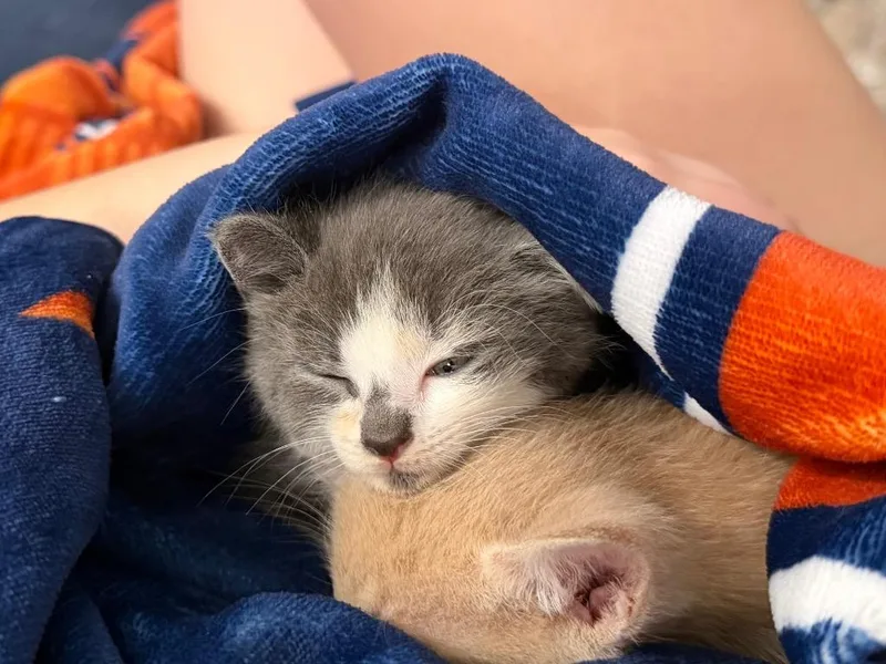 A baby medium-sized female Domestic Short Hair cat named Aria for adoption in San Antonio, TX