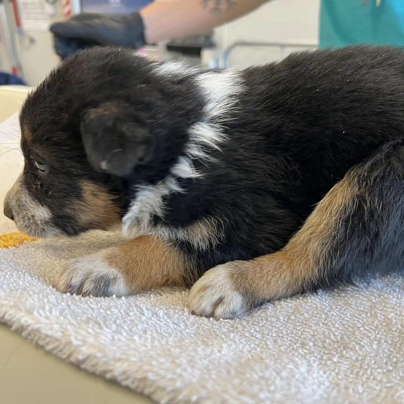 Moon Pie thumbnail 2