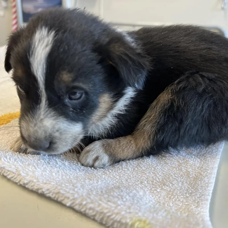 Moon Pie thumbnail 3