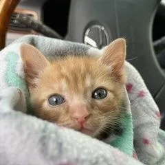 A baby small-sized male Orange / Red Domestic Short Hair cat named Xtreme Zoomies for adoption in Austin, TX