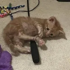 Xtreme Zoomies thumbnail 4