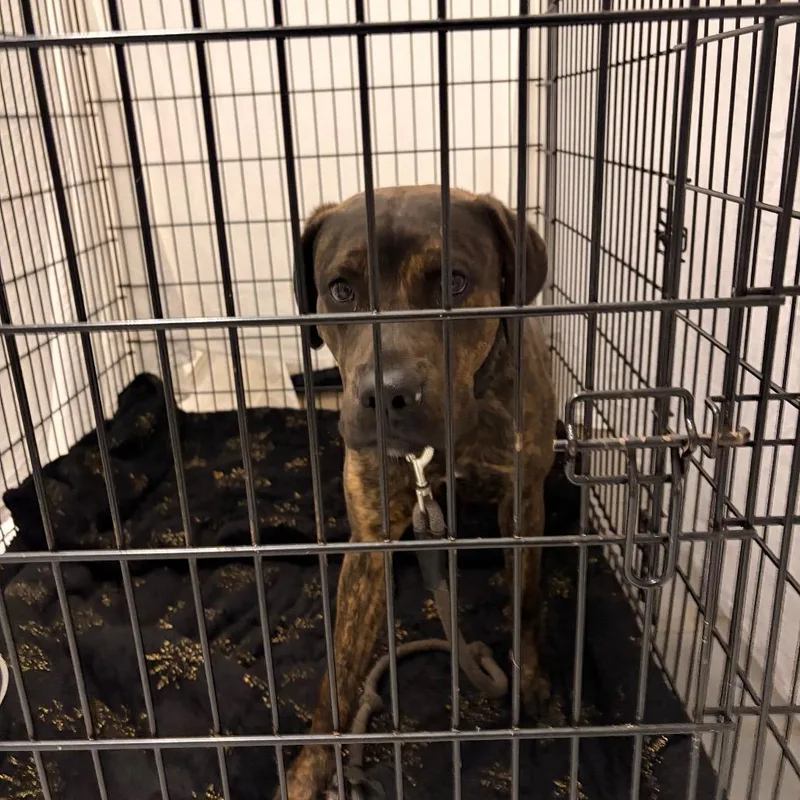 An adult medium-sized male Brindle Mixed Breed dog named Chip for adoption in Philadelphia, PA