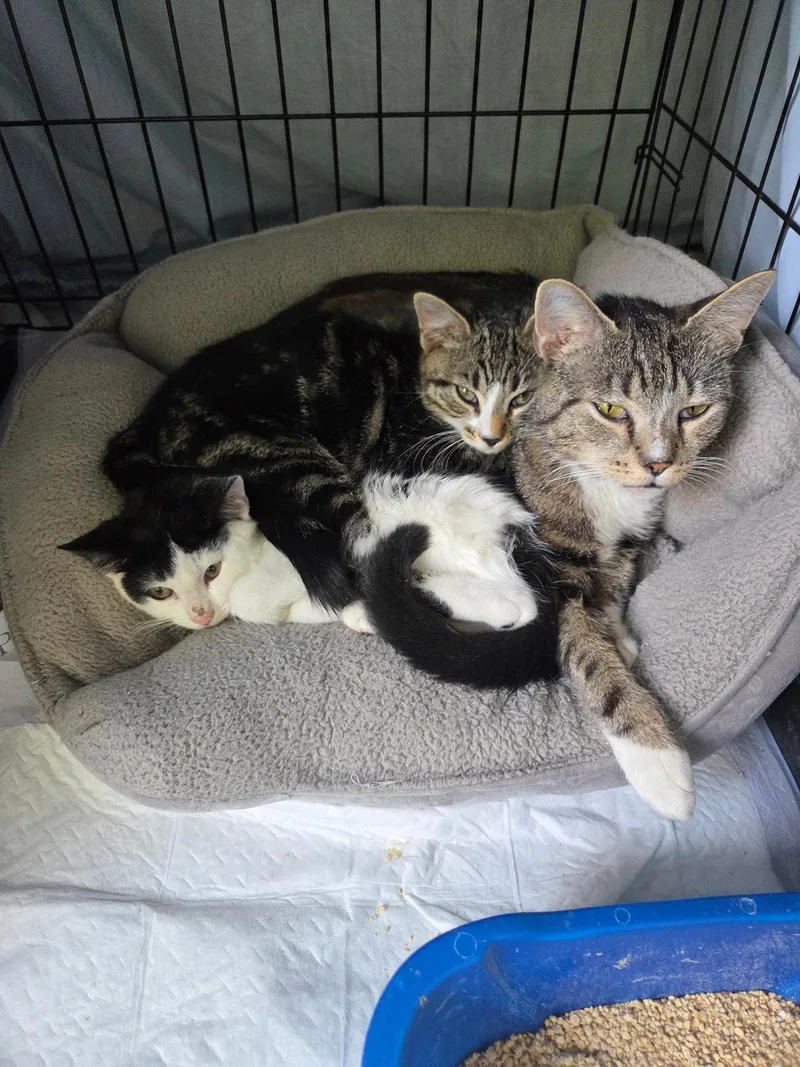 A young medium-sized female Black & White / Tuxedo Domestic Short Hair cat named Olive K for adoption in Trenton, NJ
