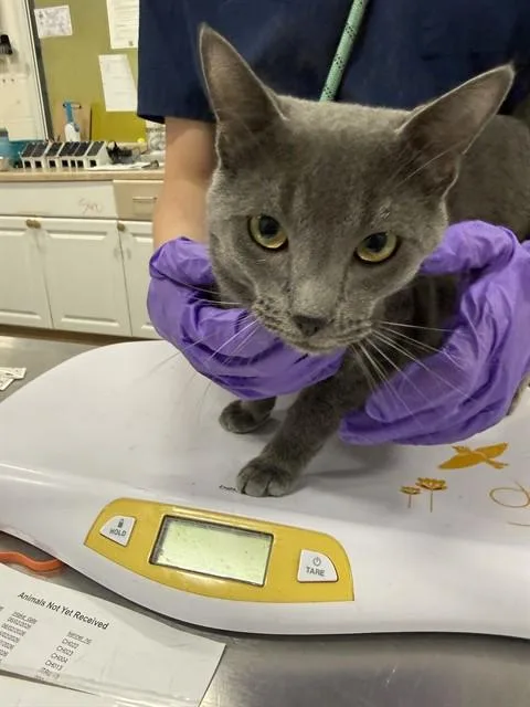 A young medium-sized male Domestic Short Hair cat named Lenni for adoption in Upper Marlboro, MD