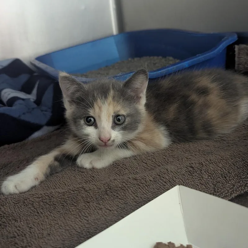 A baby small-sized female Calico Domestic Short Hair cat named Nellie for adoption in Evansville, IN