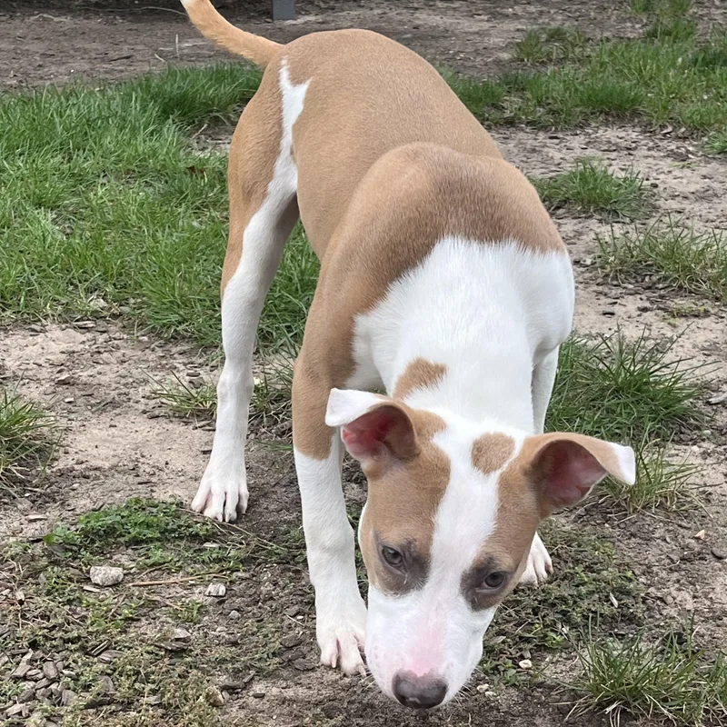 A baby medium-sized male Red / Chestnut / Orange Mixed Breed dog named Tzatziki for adoption in Mount Pleasant, MI
