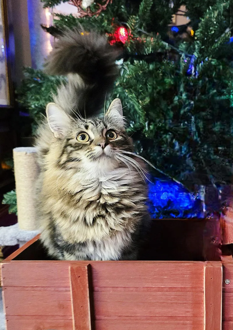 Dragon Fruit & Star thumbnail 2