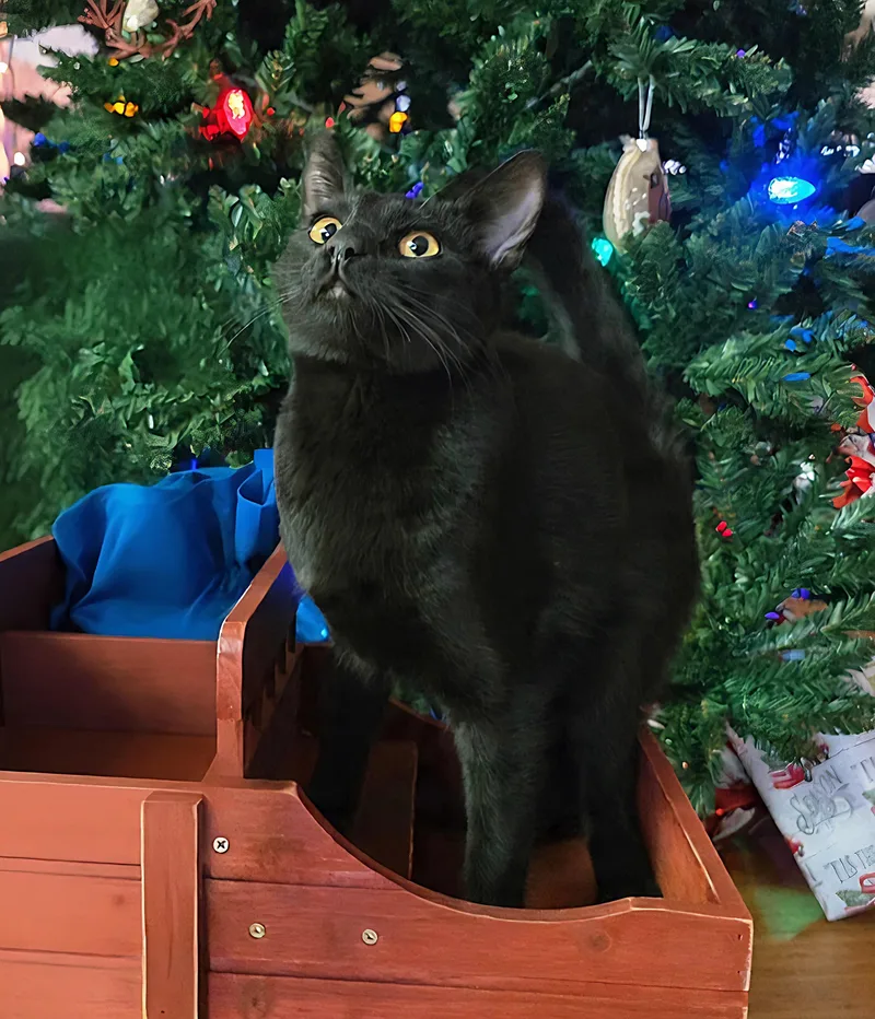 Dragon Fruit & Star thumbnail 3