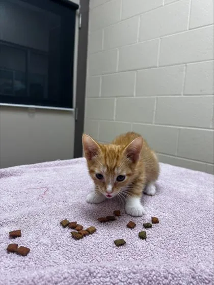 An adult small-sized male Domestic Short Hair cat named Nugget for adoption in Westland, MI
