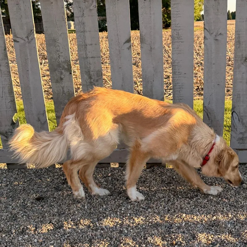 A young small-sized male Golden Golden Retriever dog named Charlie for adoption in Kokomo, IN