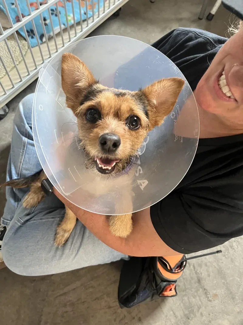 A young small-sized male Black Yorkshire Terrier dog named Scrappy Doo for adoption in Pueblo, CO