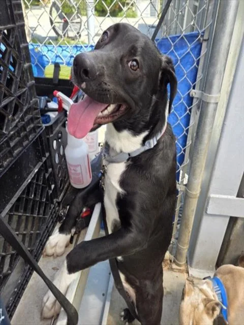 A young medium-sized male Pit Bull Terrier dog named Toby for adoption in Los Angeles, CA