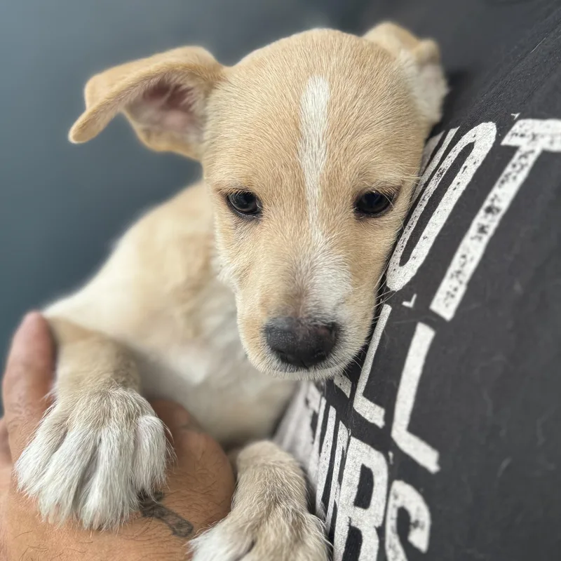 A baby small-sized male Apricot / Beige Dachshund dog named Gizmo for adoption in San Juan, PR