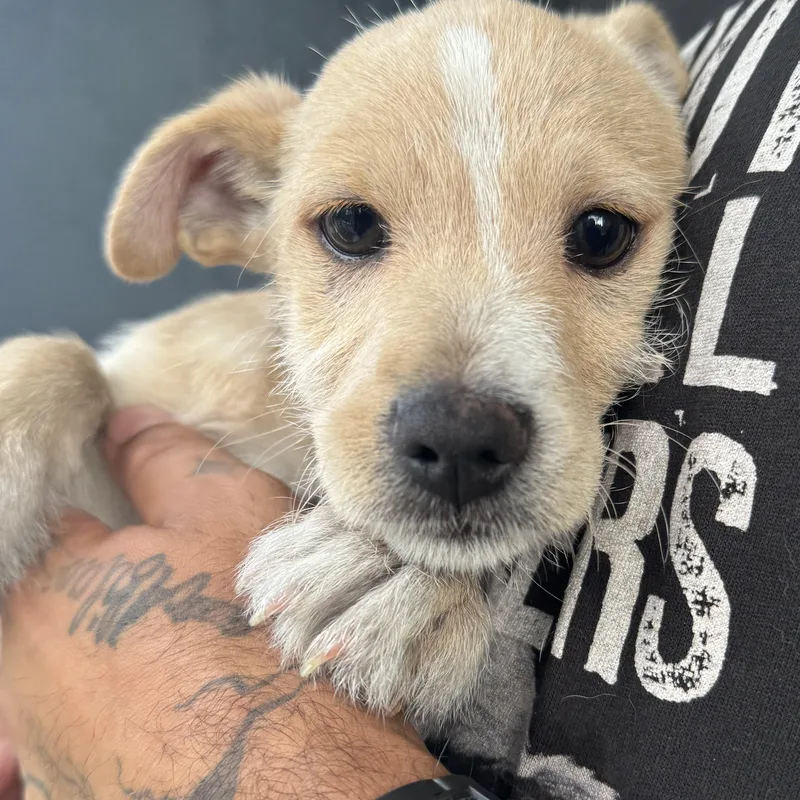 Gizmo thumbnail 2