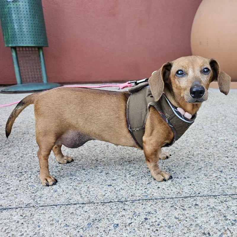 A senior small-sized female Brown / Chocolate Miniature Dachshund dog named Peep for adoption in Apple Valley, CA