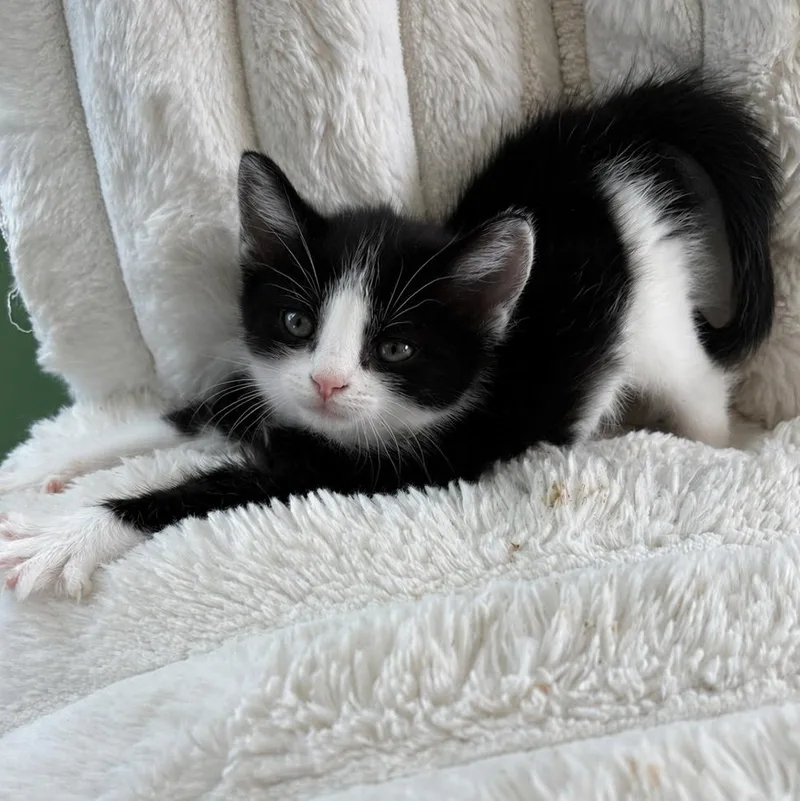 A baby medium-sized female Domestic Short Hair cat named Rosalita for adoption in Lemoyne, PA