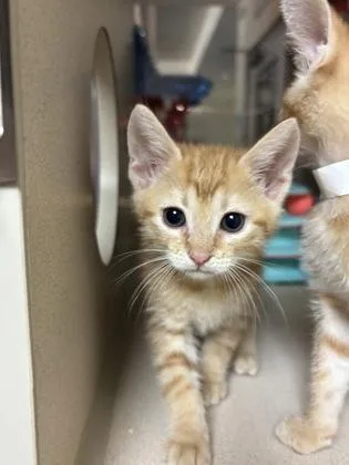 A young small-sized female Domestic Short Hair cat named a Mango for adoption in North Charleston, SC
