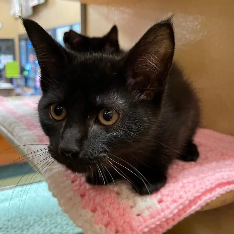 A young medium-sized male Domestic Short Hair cat named PB and J for adoption in Roanoke, VA