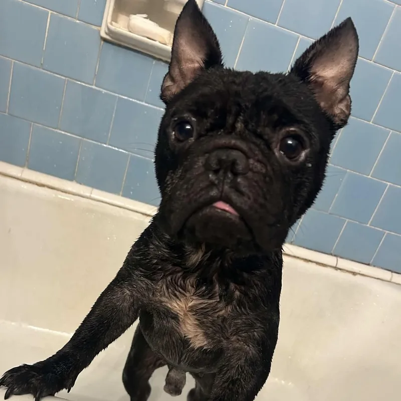 A young small-sized male French Bulldog dog named Sparky for adoption in Liverpool, TX