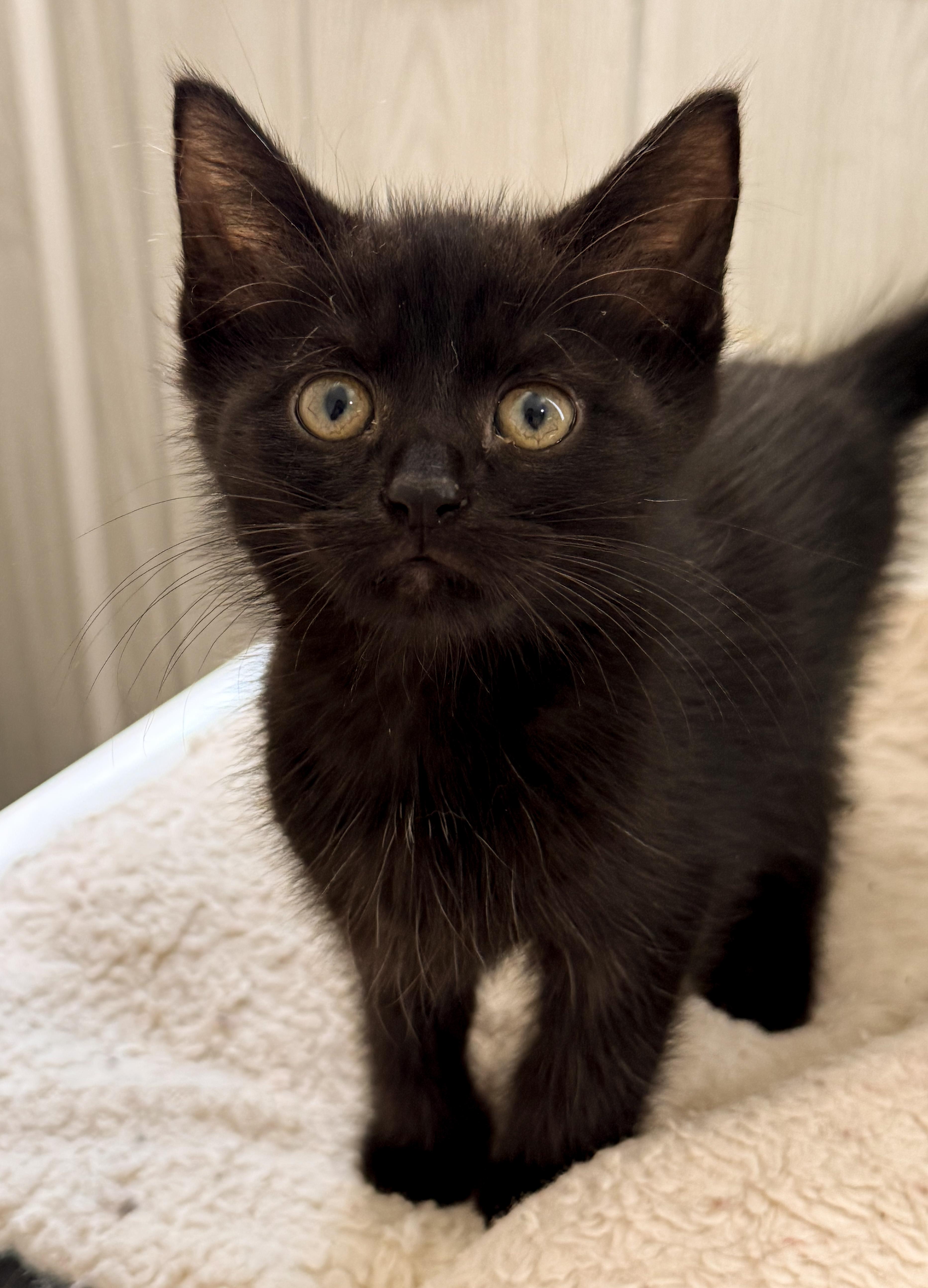 A baby medium-sized male Black Domestic Short Hair cat named Linus for adoption in Ona, WV