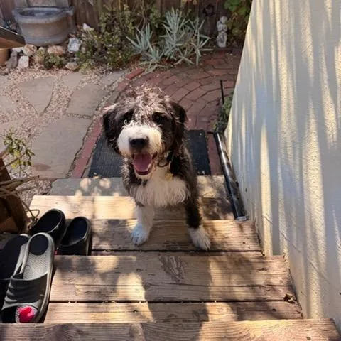 A young medium-sized male Wirehaired Terrier dog named Mercury for adoption in Point Richmond, CA
