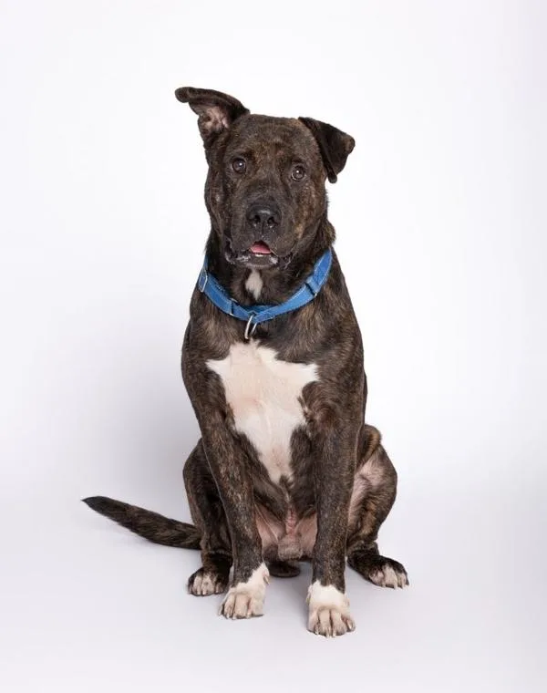 An adult large-sized male Mixed Breed dog named Hedgehog for adoption in Austin, TX